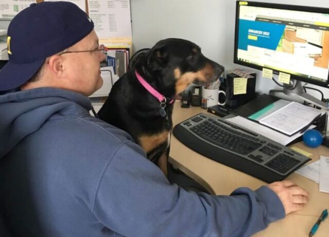 Il cane vince il premio “miglior dipendente” ogni volta da quando il suo padrone ha iniziato a lavorare da casa