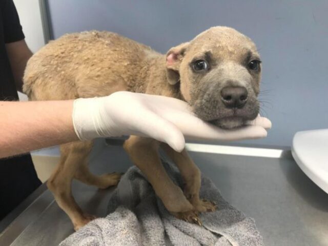 Il cucciolo con le zampette storte, trovato abbandonato nel parco, ha trovato la sua casa per sempre