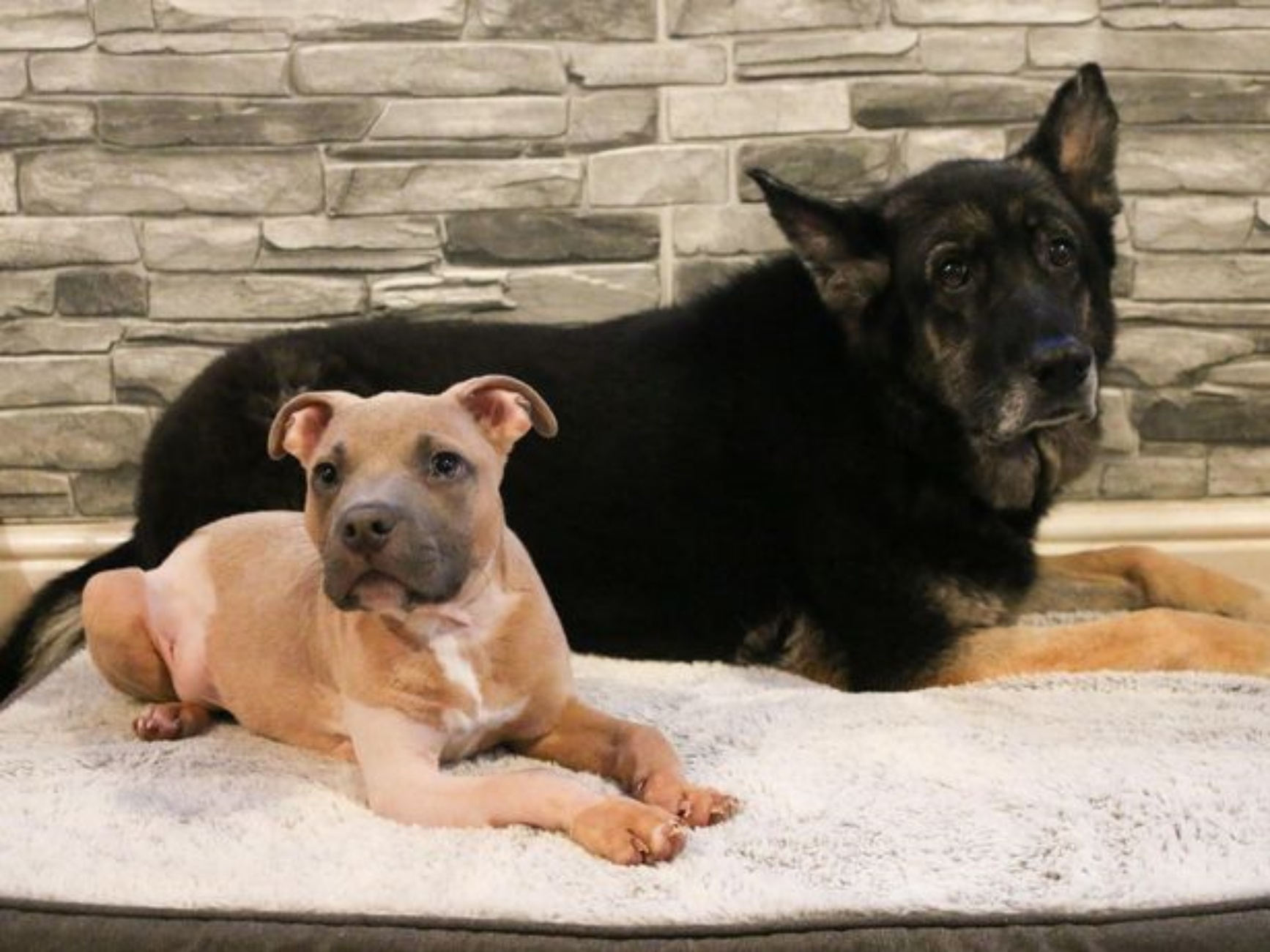 cucciolo e cagnolone