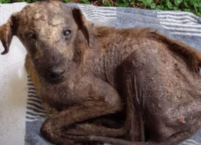 Il cucciolo di cane nato a Natale ha affrontato l’inferno, ma adesso la sua vita è del tutto diversa