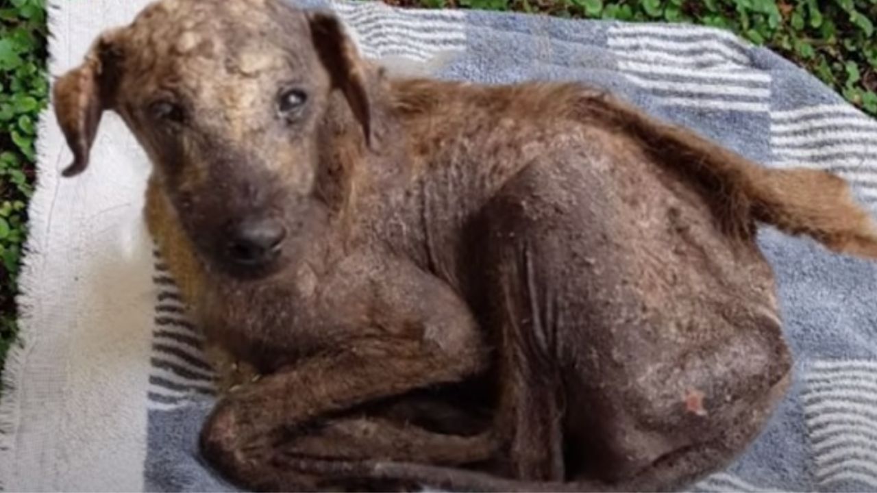 una donna salva un cucciolo