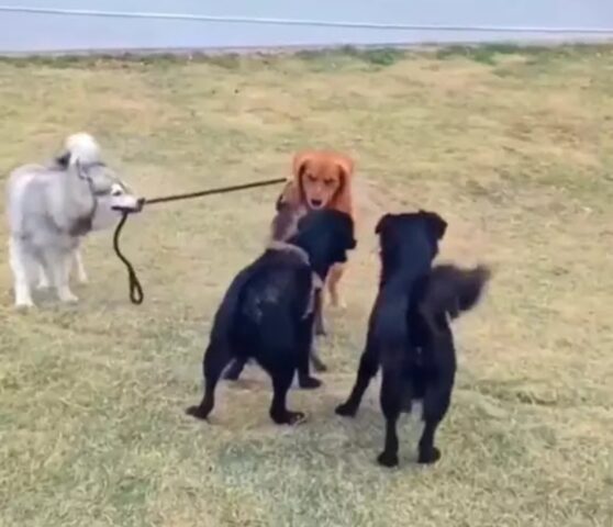 L’Husky tira il guinzaglio del suo amato fratellone per impedirgli di litigare con un altro cane