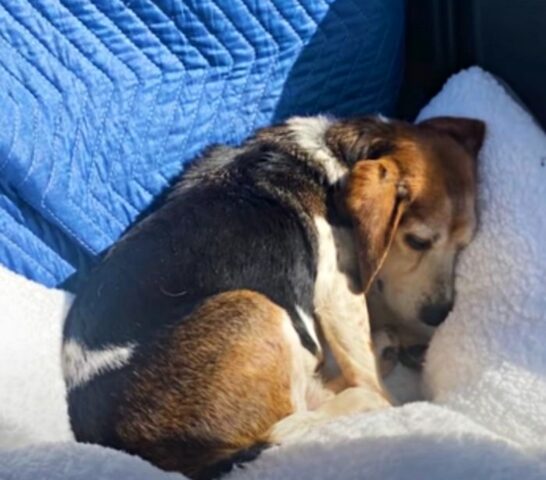 beagle che dorme
