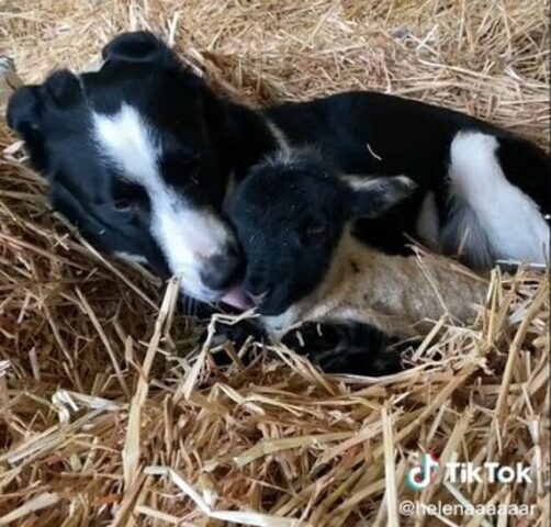 La cagnolina aiuta la sua umana a prendersi cura dell’agnello appena nato