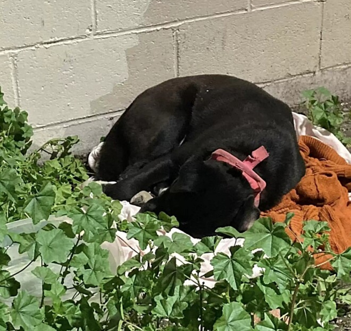 cagnolina in strada