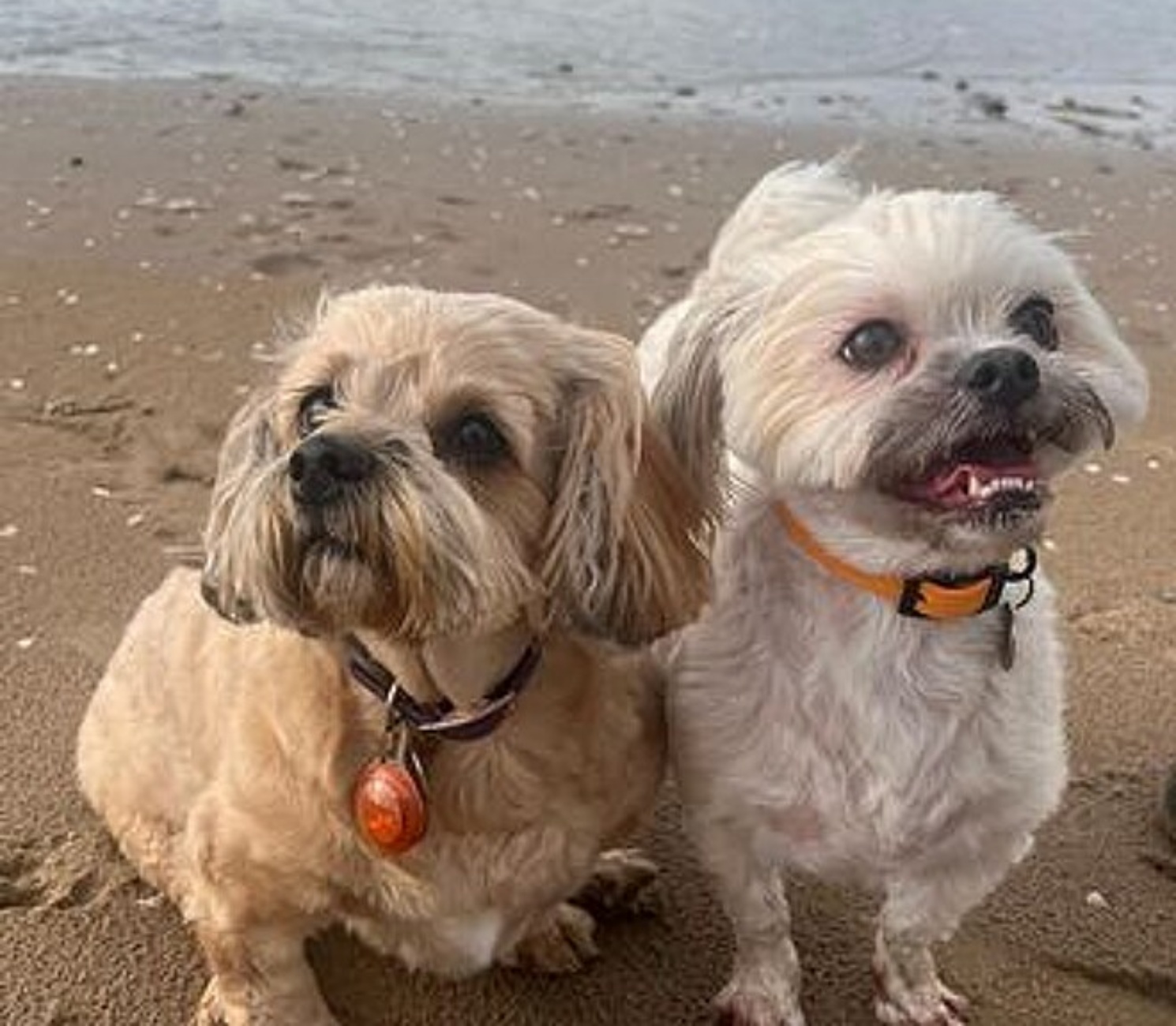 cagnolina e cagnolino