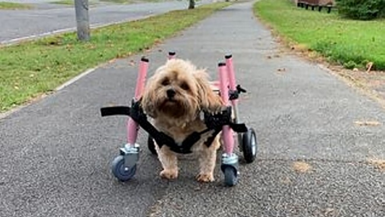 cagnolina con carrellino