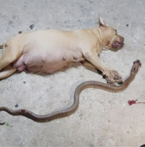La cagnolina incinta ha combattuto valorosamente contro il serpente velenoso, proteggendo la sua famiglia