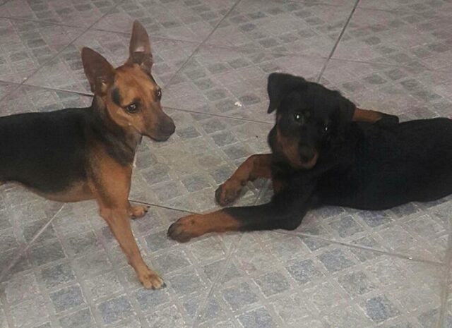 La cagnolina non smette di piangere perché il suo fratellino è scappato di casa per i fuochi d’artificio