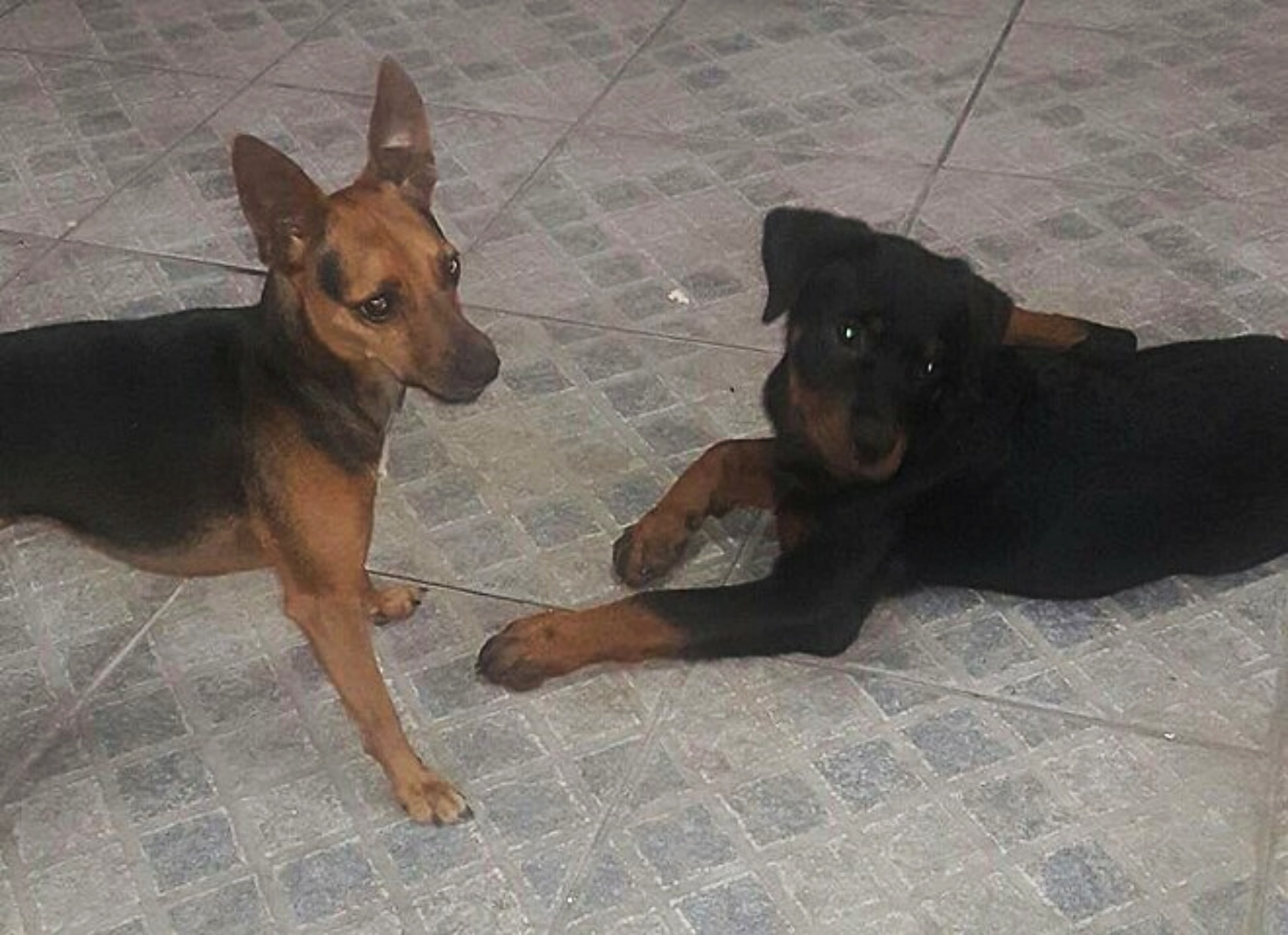 cane e cagnolina