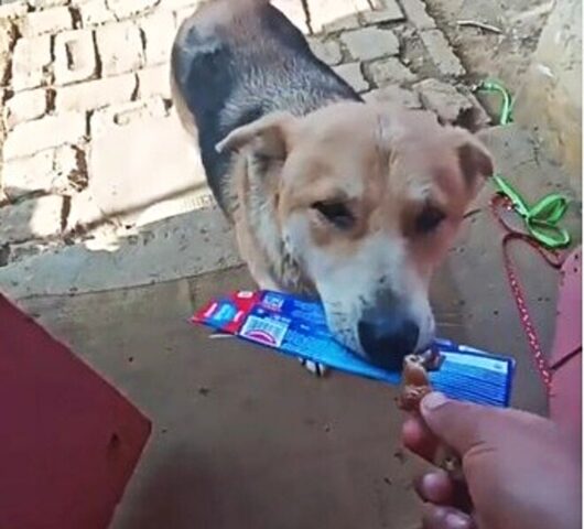 La cagnolina porta regali casuali al suo vicino in cambio di qualche snack