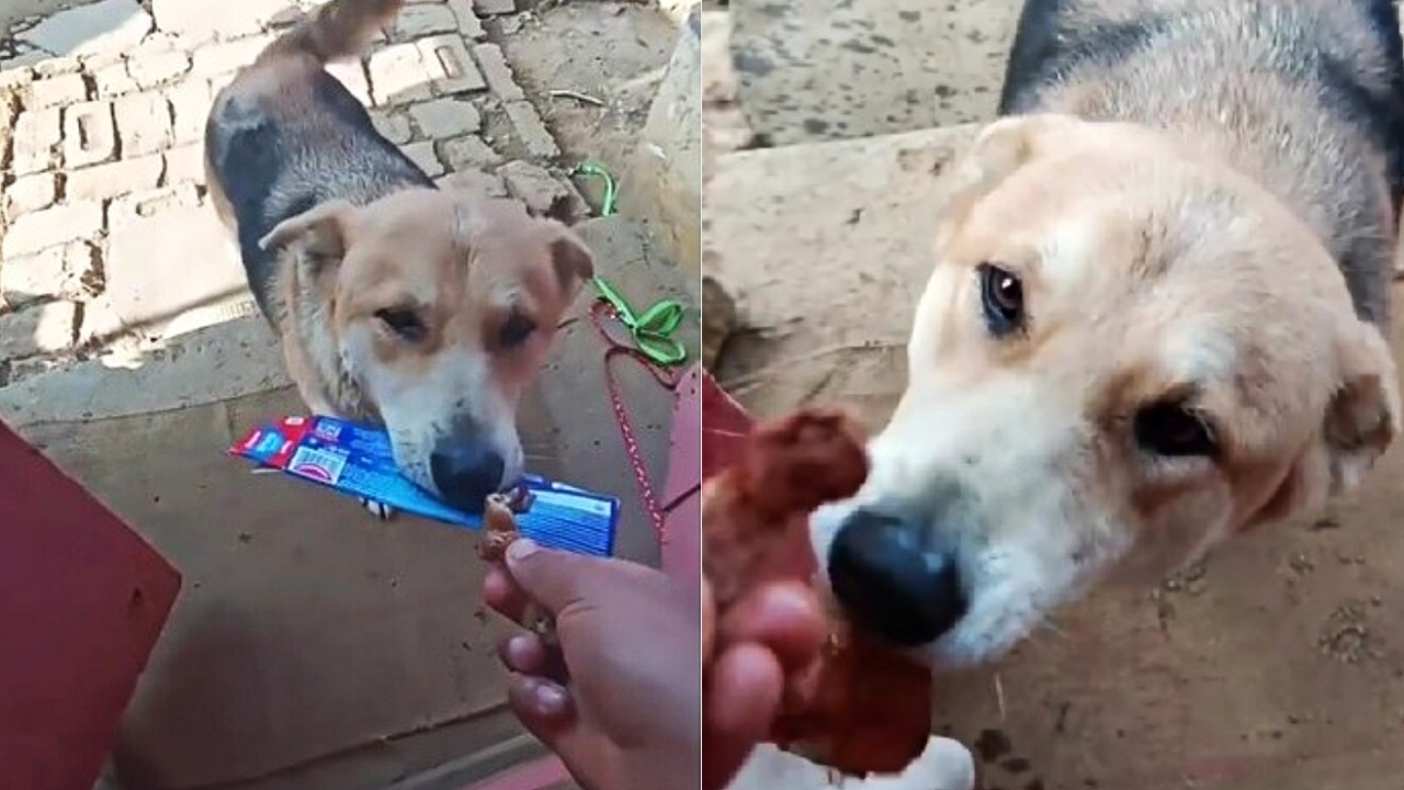 cagnolina e snack