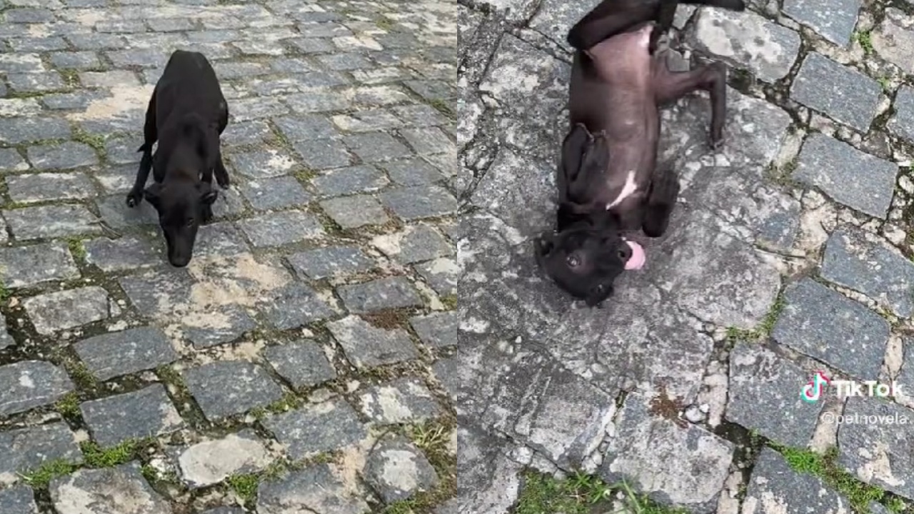 cagnolina in strada