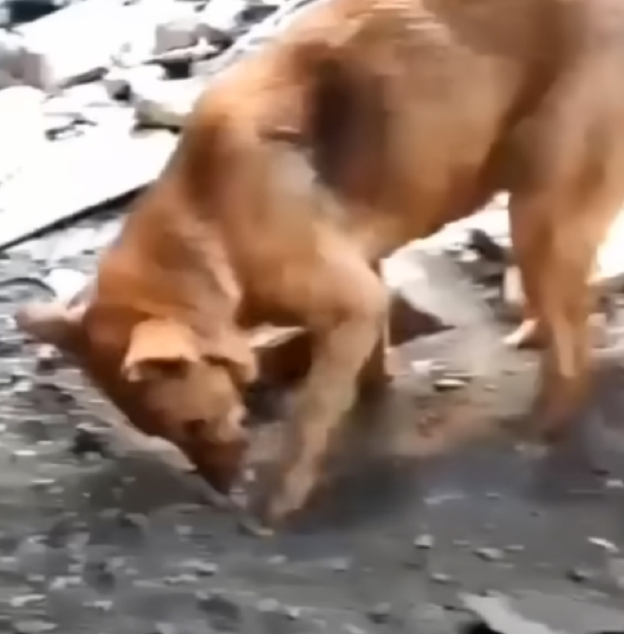 Cagnolino scava la terra