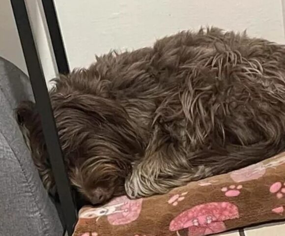 La cagnolina si addormenta ogni giorno accanto al letto del suo amico volato sul ponte arcobaleno