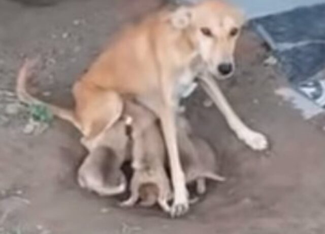 cagnolina abbandonata insieme ai suoi cuccioli
