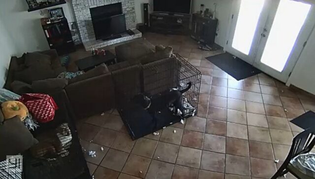 La telecamera di sicurezza cattura il momento in cui un “fantasma” toglie il collare al cane