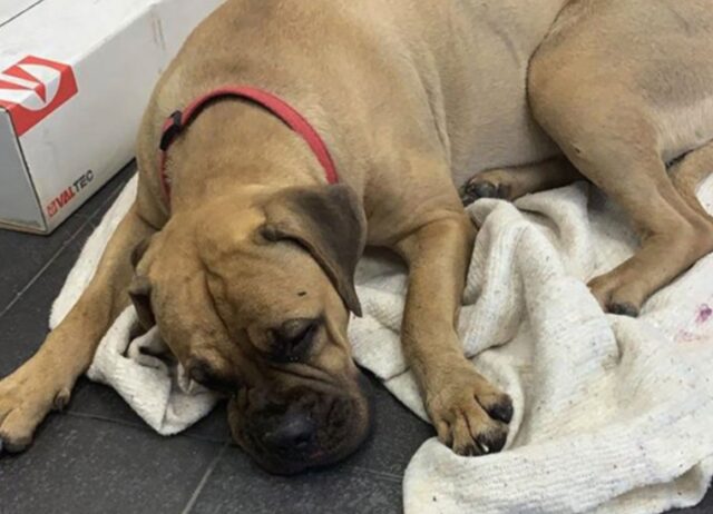 L’hanno abbandonata su un treno, ma questa cagnolina è riuscita a scendere e ha percorso 200 km per ritrovare la sua famiglia