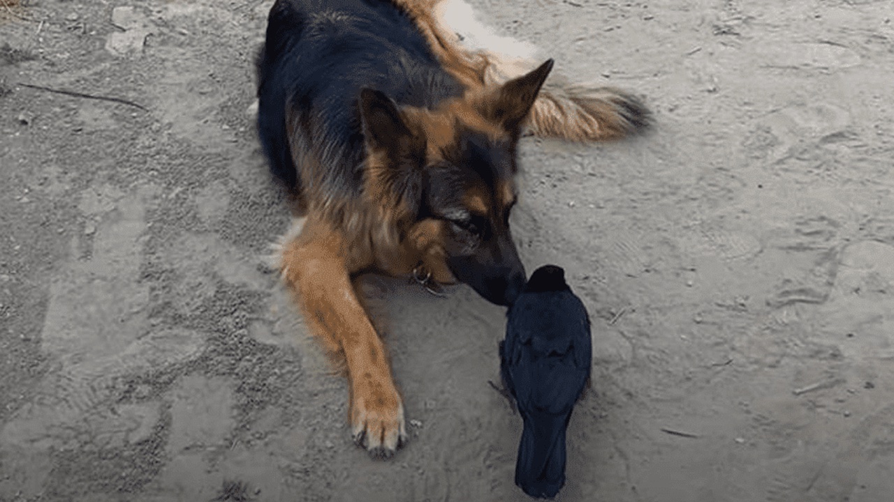 Cane fa amicizia col corvo