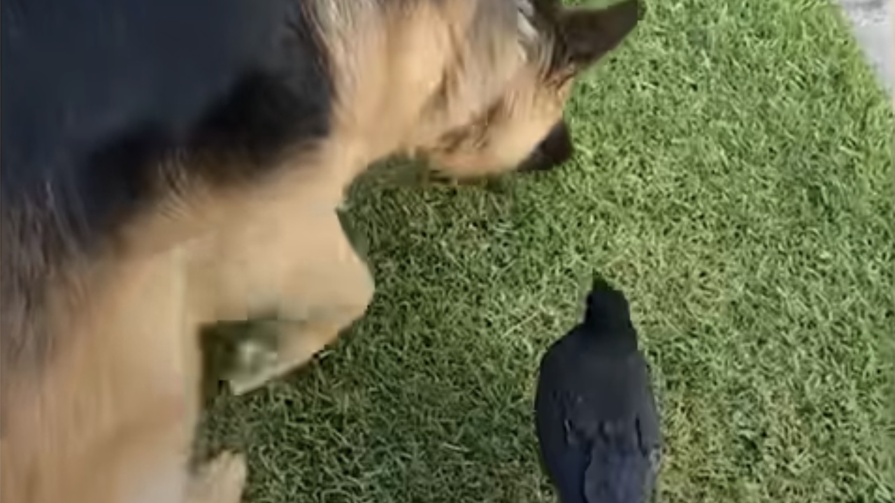 Cane insieme a un corvo