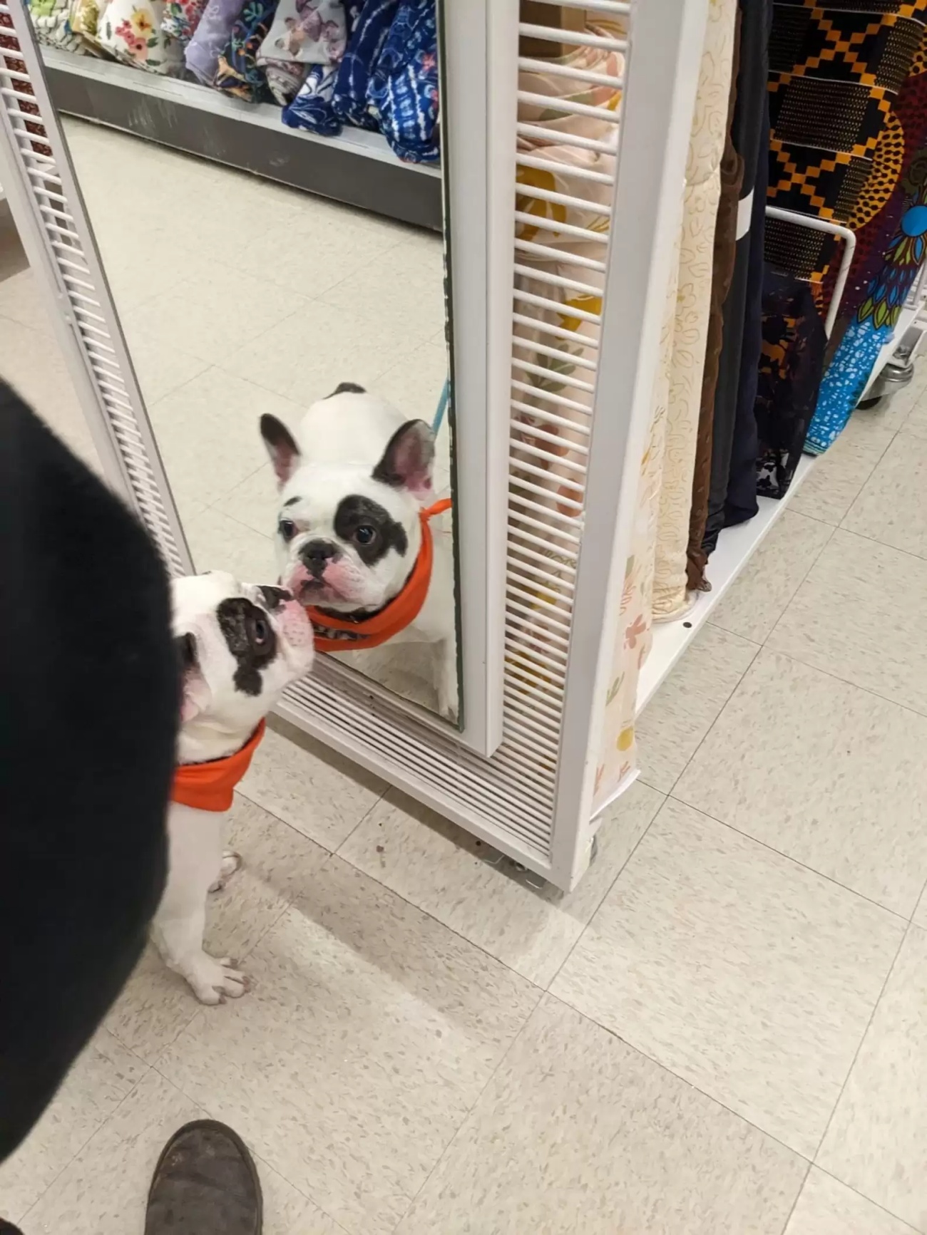 cagnolino allo specchio