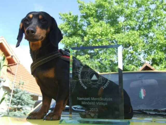 Lui è Smile e in Turchia sta facendo miracoli: è il cane eroe più piccolo di tutti