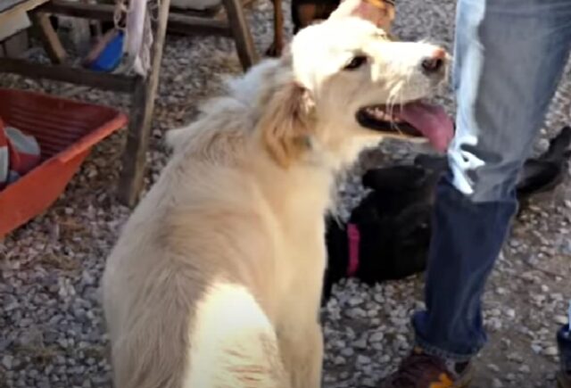 L’uomo spara al suo cane perché era “sempre troppo felice”