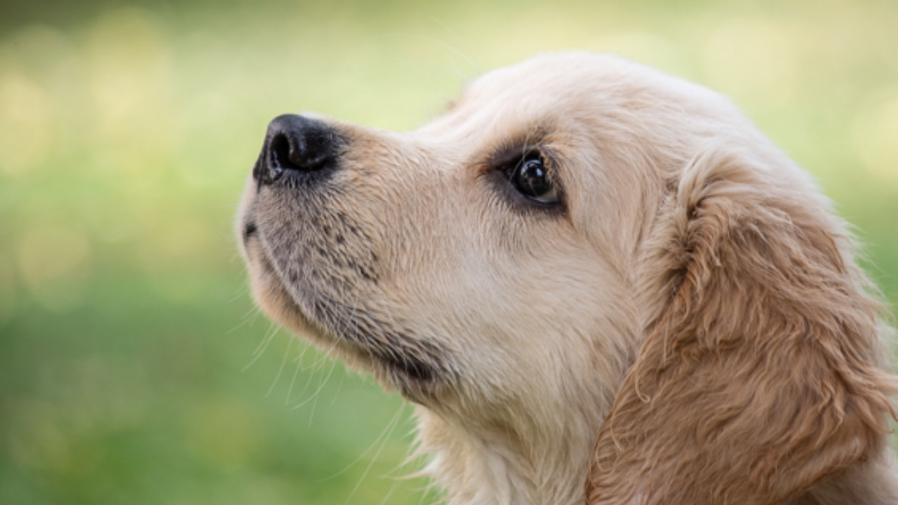 Cane guarda verso il cielo