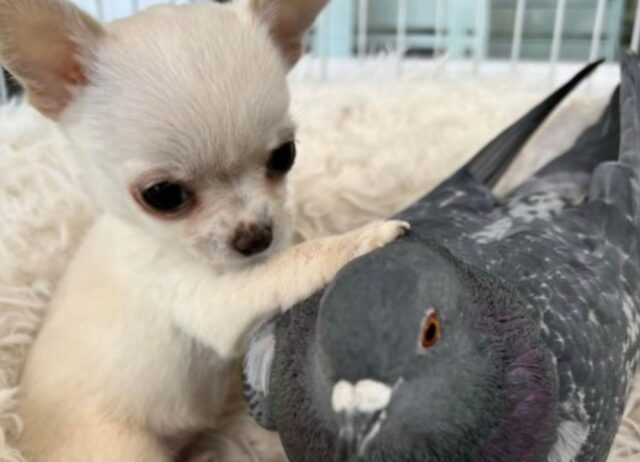 Non vedrete nulla di più carino dell’amicizia fra questo cucciolo di Chihuahua e il dolcissimo piccione