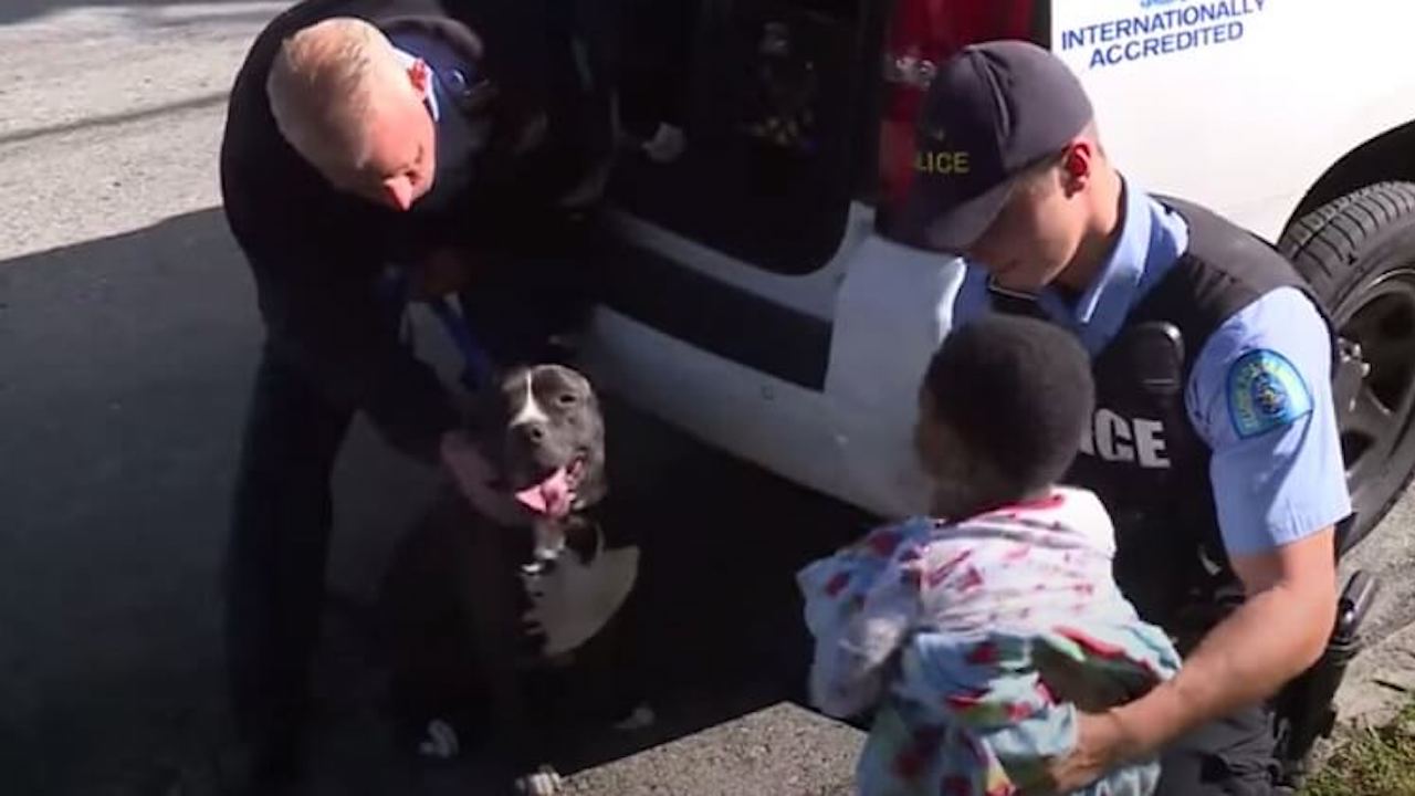 Pitbull con un bambino