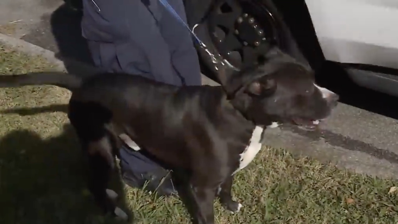 Pitbull tenuto da un poliziotto