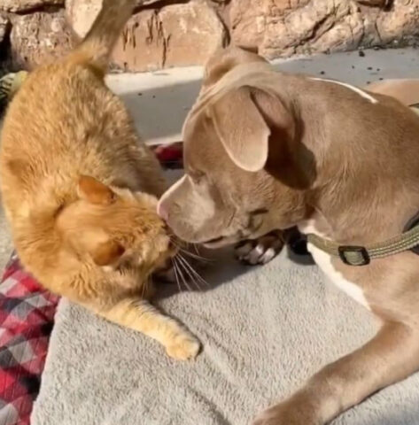 Portano a casa un Pitbull cieco per dare compagnia al gatto: dopo tanto amore, entrambi attraversano l’arcobaleno