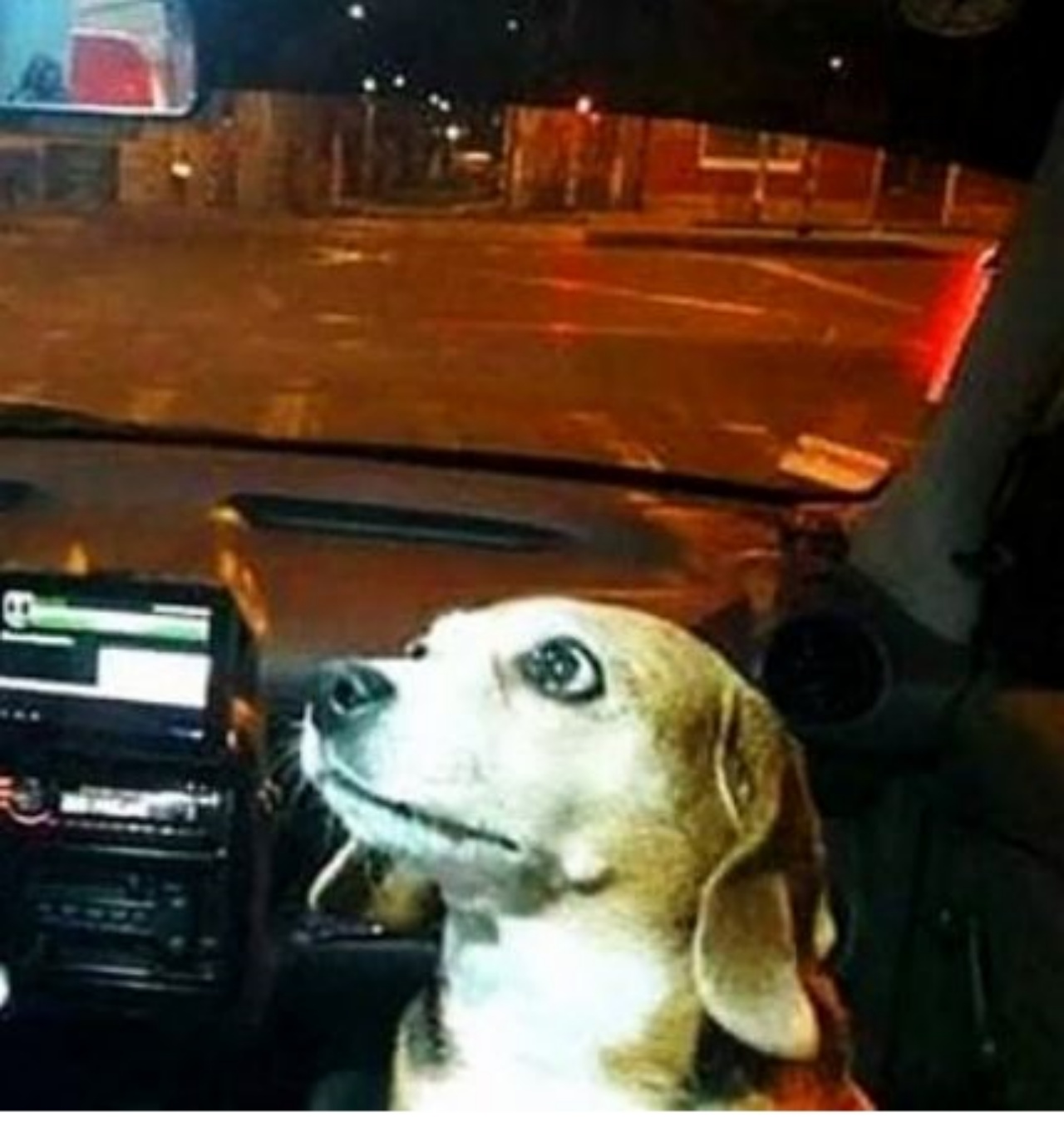 Una cagnolina di nome Princess su un taxi