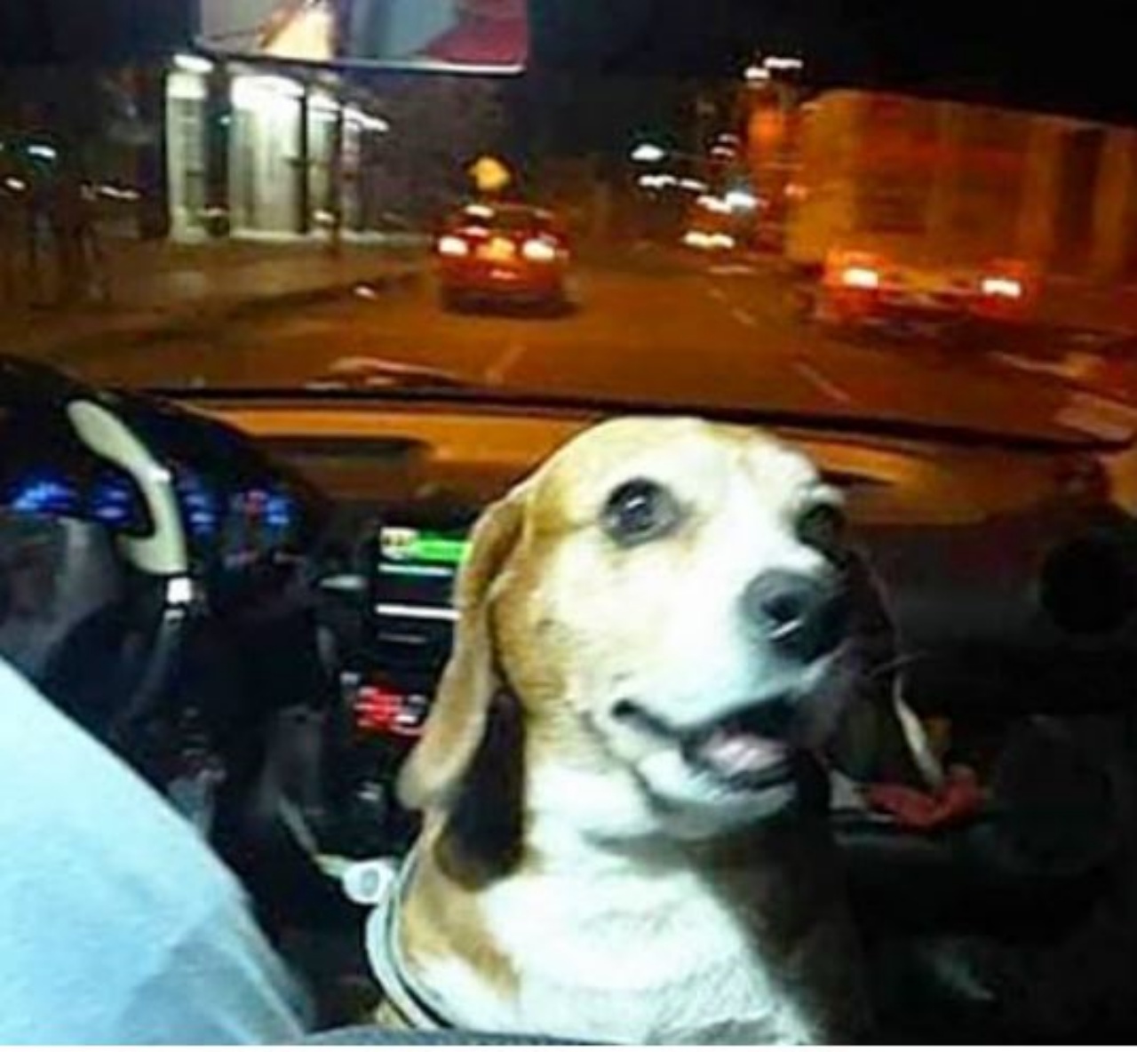 Una cagnolina in un taxi in Paraguay