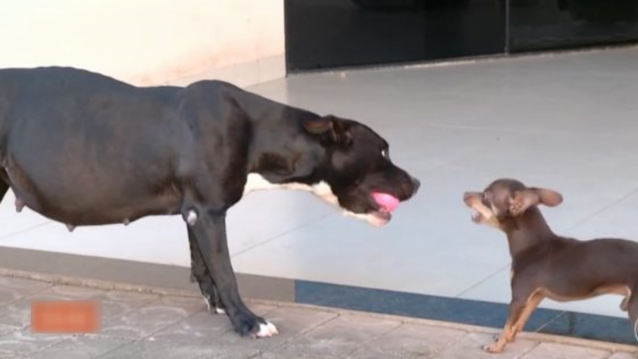 pitbull e pinscher