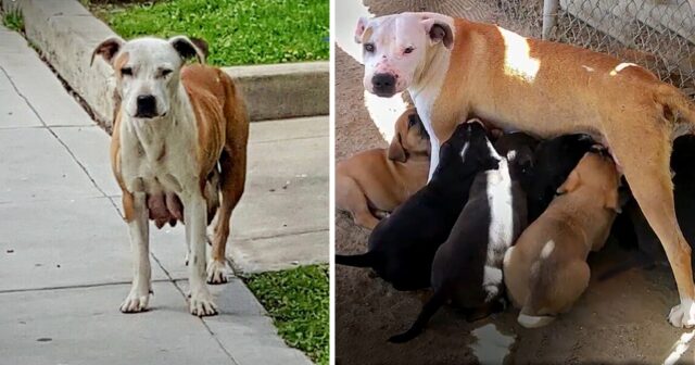 Questa cagnolina percorre ogni giorno tre chilometri per incontrare i suoi amati cuccioli appena nati