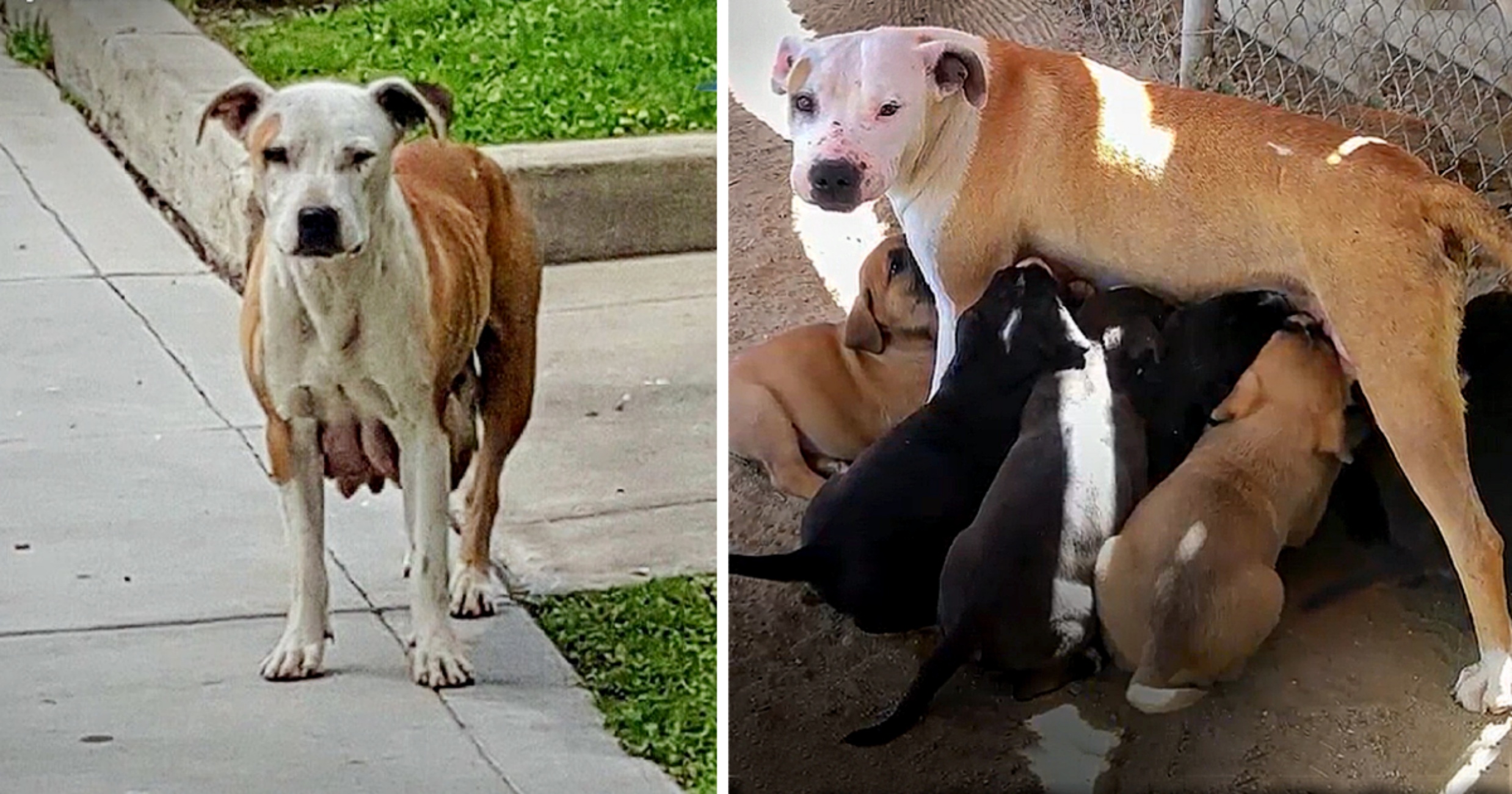 cagnolina e cuccioli