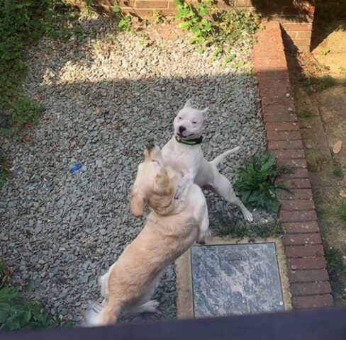 Questa è la storia d’amore fra un Golden Retriever e uno Staffordshire Terrier, tutta da leggere