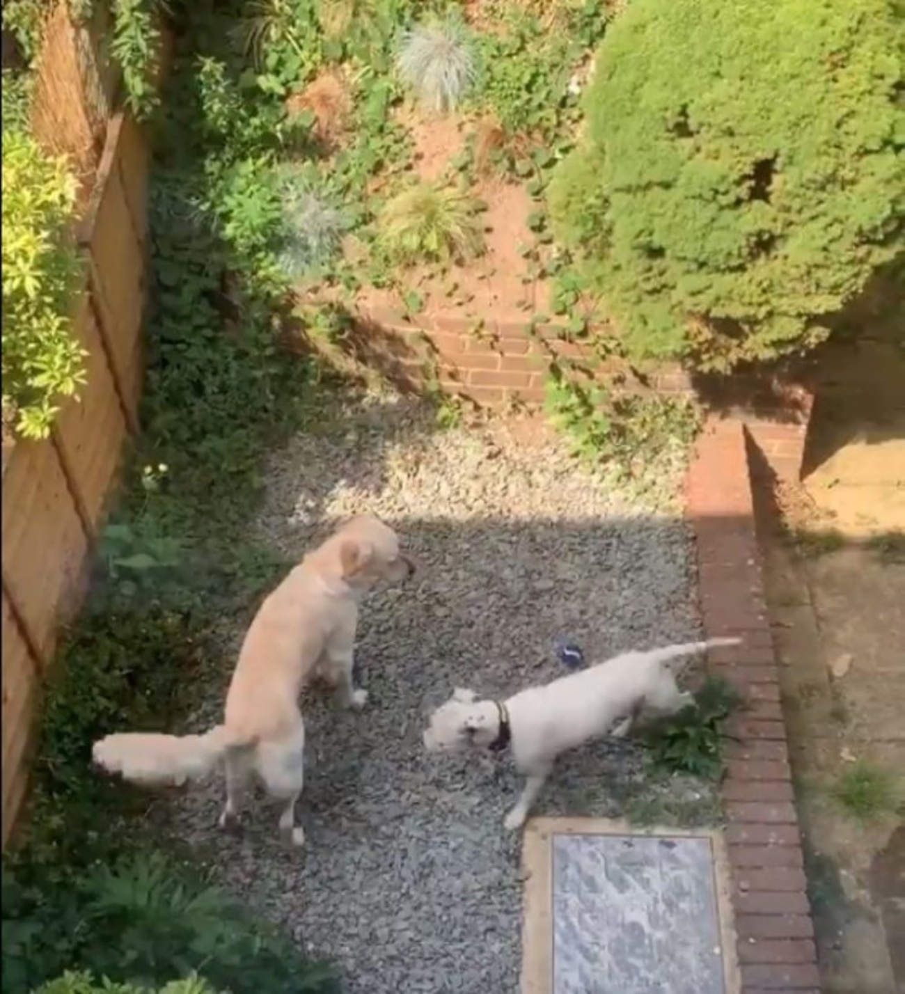 cani in cortile