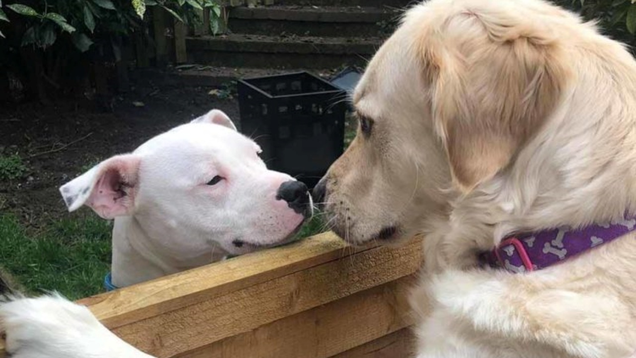Golden Retriever e Staffordshire Terrier 