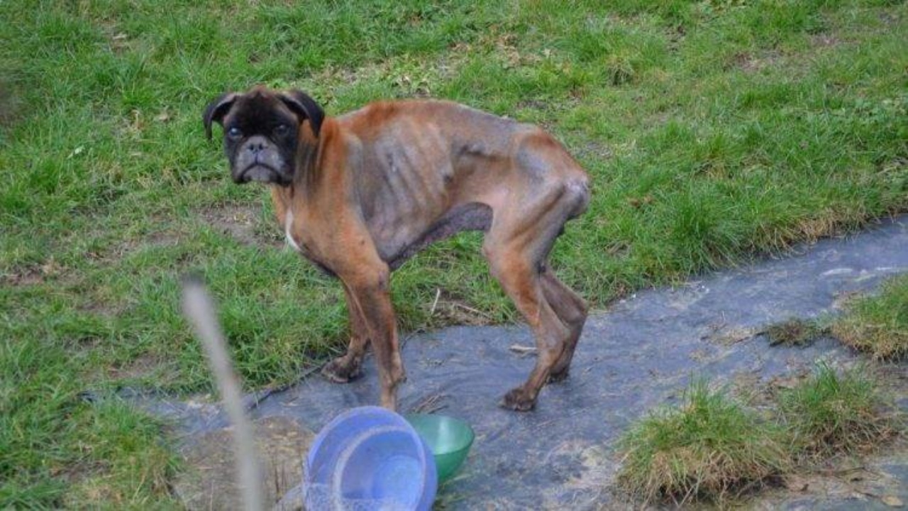 boxer magro