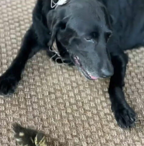 Questo Labrador è un eroe: ha rischiato la sua vita pur di salvare i paperotti in difficoltà