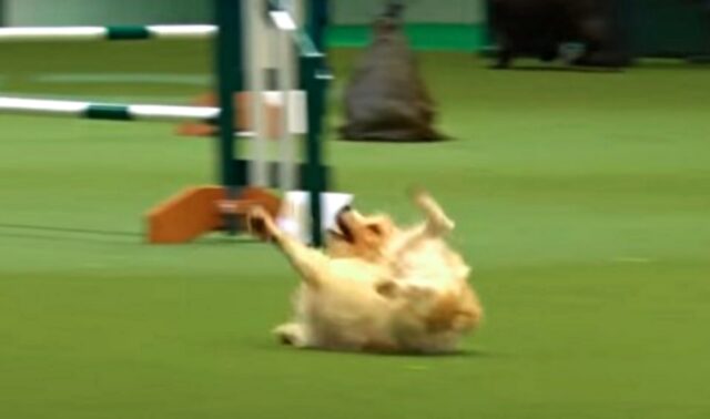 Questo cane fallisce nel percorso di agility, ma si guadagna un posto speciale nel cuore di tutti
