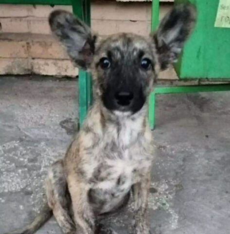 Questo cucciolo di cane è stato lasciato per strada per via dei suoi colori: nessuno lo voleva