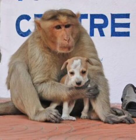 Un amore così grande: la scimmia ha adottato il cagnolino e non vuole più separarsene