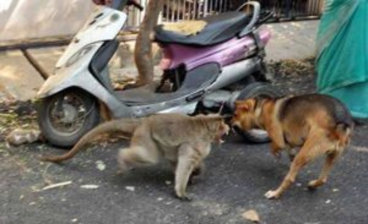 Scimmia difende il cagnolino da un attacco di cani