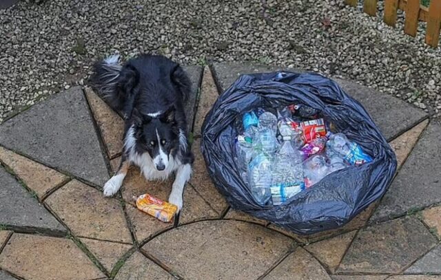 cane raccoglie plastica