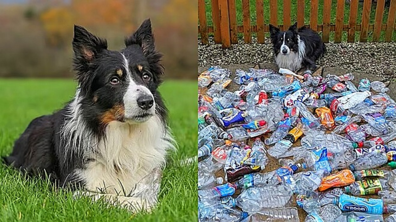 cane e plastica