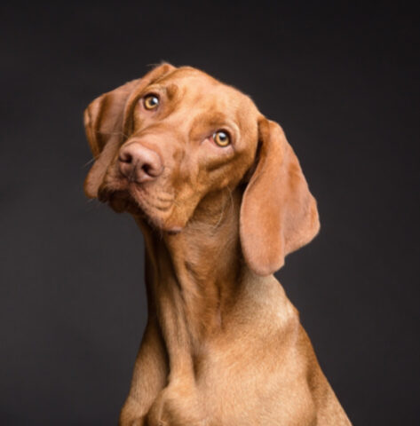 Sì, uno studio lo conferma: il tuo cane sa quando sei triste