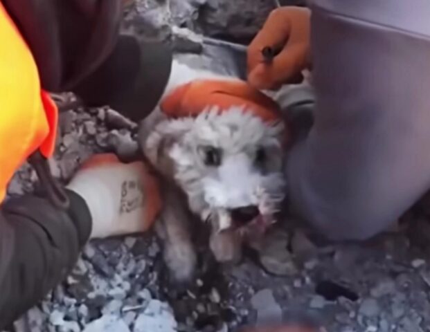 Turchia, il cane resta intrappolato per 60 ore sotto le macerie del terremoto